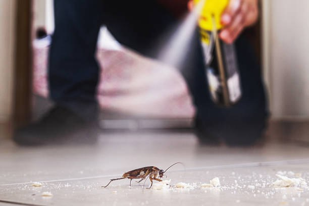 Best Best Pest Control Companies  in Royal Palm Estates, FL